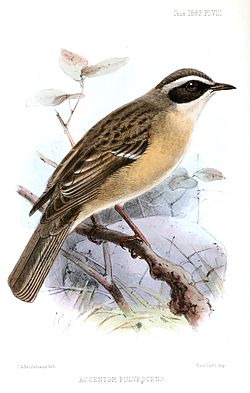 John Gerrard Keulemans