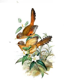 John Gould