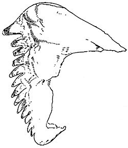 Augustus Radcliffe Grote