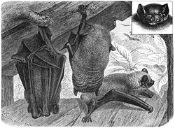 Eduard Oscar Schmidt