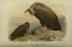 Leonard Howard Loyd Irby