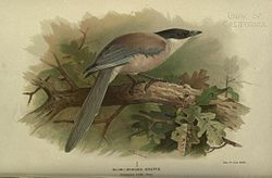 Leonard Howard Loyd Irby