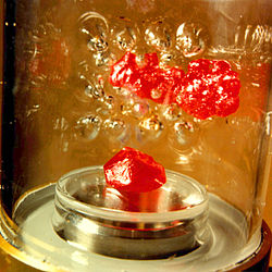 Lodewijk van den Berg